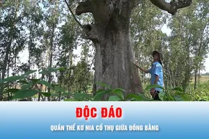 Podcast bản tin chiều 15-5: Độc đáo quần thể kơ nia cổ thụ giữa đồng bằng