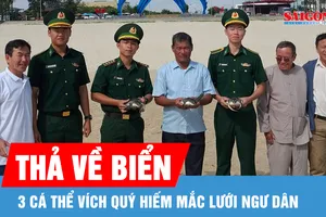 3 cá thể Vích quý hiếm cùng lúc dính lưới ngư dân