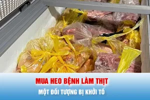 Podcast bản tin tối 28-5: Khởi tố đối tượng thu mua heo bệnh làm thịt đưa ra thị trường