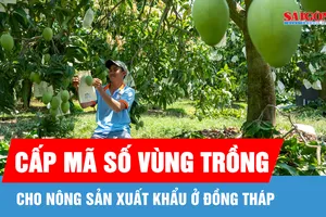 Đồng Tháp đẩy nhanh cấp mã số vùng trồng cho nông sản xuất khẩu