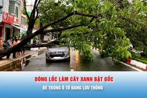 Podcast bản tin tối 12-7: Dông lốc làm cây xanh bật gốc, đè trúng ô tô đang lưu thông