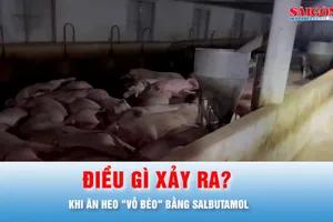 Podcast tin thời sự ngày 6-10: Điều gì xảy ra nếu ăn heo "vỗ béo" bằng Salbutamol?
