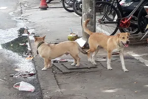 Việc chó thả rông, không đeo rọ mõm khi ra đường vẫn diễn ra khắp nơi.  Ảnh: ĐOÀN HIỆP