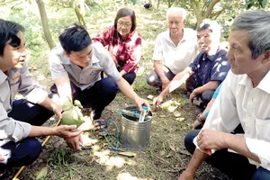 Kỹ sư Tập đoàn Lộc Trời hướng dẫn nông dân cách nhận biết sâu bệnh trên trái