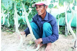 Ông Thống đưa mướp rắn vào đảo Lý Sơn