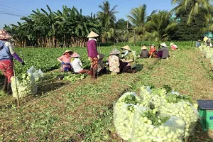 Thiếu hướng dẫn xác nhận thu nhập ổn định từ đất nông nghiệp