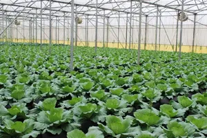 46,8% diện tích gieo trồng rau đạt VietGAP