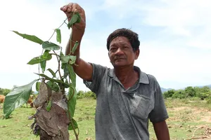 Săn đặc sản kiến vàng 