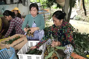 Xúc tiến trái cây vùng miền