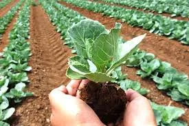 Ứng dụng chế phẩm vi sinh xử lý phụ phẩm nông nghiệp