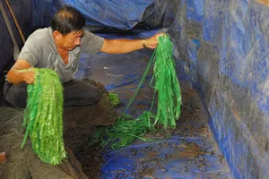 Nuôi lươn mang lại giá trị cao 