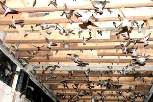 A swiftlet house  (Photo: Sggp)