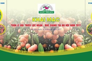 Luc Ngan "Thieu" lychee week opens in Hanoi (Photo: san24h.vn)