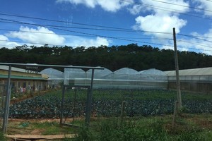 The application of high technology in agriculture, especially in planting vegetables and flowers, has been increasing in Da Lat.  (Photo: KK)