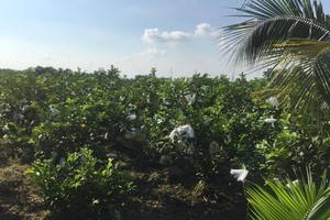 A guava field in Can Tho (Photo: KK)