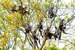 Red-shanked douc langur on Son Tra Peninsula 