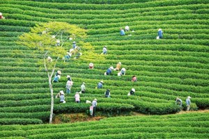 Cau Dat tea hill 