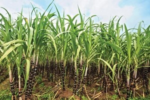 Sugarcane (Source: VNA)
