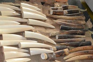 Illegal shipment of ivory intercepted by customs (Illustrative image. Source VNA)