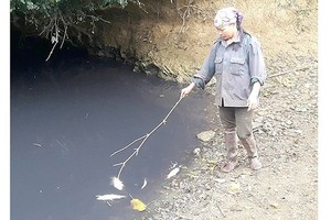 The factory releases foul-smelling black water into canals, causing mass deaths of fish. (Photo: Sggp)