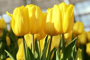 Tulip Flower Festival opens in Nha Trang