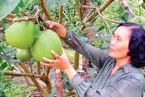 Green-skin grapefruit cultivation has guaranteed a stable income for farmers in Ben Tre. (Photo: Sggp)
