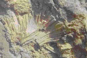 Fossil coral in Lang Mon commune 