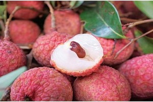 Fresh litchi, which is in season now in northern Vietnam, is being served on Vietnam Airlines’ international and domestic flights departing from Hanoi. (Photo: cafef.vn)