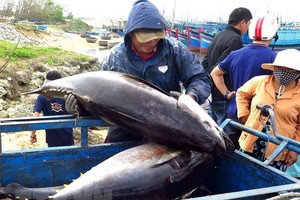 Tuna fished off the coast of Phu Yen province (Photo: VNA)