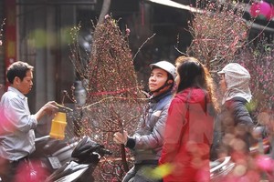 A man holds up a branch of peach blossom, which is a key feature of Vietnam's Lunar New Year traditions (Photo: VNA)
