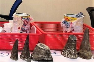 Rhino horns seized at the airport (Source: VNA)
