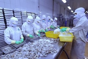 Processing shrimp for export (Source: VNA)