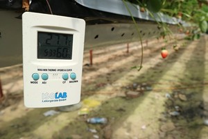 A high- tech strawberry garden in Da Lat