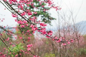 There are about 1,000 cherry trees on Pa Khoang island, which bloom brilliantly during spring (January to April) (Source: VNA)