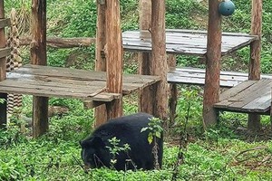 A bear cared for at sanctuary (Source: baomoi.com)