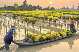 Flower harvesting in Sa Dec flower village