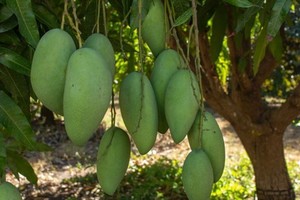 Vietnamese green mango exports to Australia double in H1. (Photo: abc.net.au)