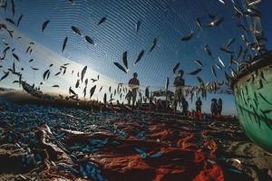 A bumper harvest of fishes by Nguyen Thanh Cuong