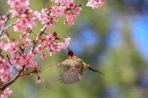 Da Lat turns a ravishing shade of pink with cherry blossoms in full bloom
