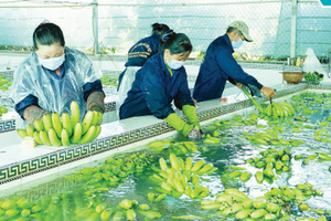 Workers are washing bananas in a fruit exporter in the Mekong Delta region. (Photo: SGGP)