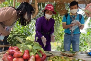 Tourists visit Ben Tre on November 13. (Photo: SGGP)
