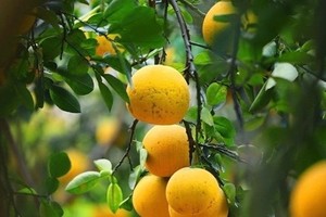 Illustrative image. (Photo: VNA)