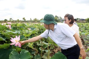 Dong Thap to host first Lotus Festival