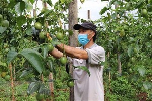 A farmer takes care of his passion fruit garden (Photo: VNA)