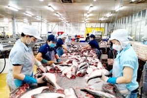 Workers process tra fish for export. (Photo: SGGP)