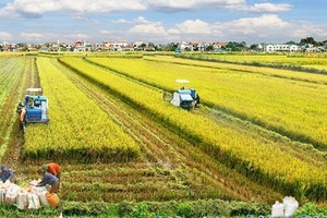 A rice field in Mekong Delta (Photo: VNA)