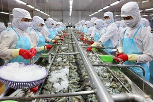 Processing shrimps for export (Photo: SGGP)