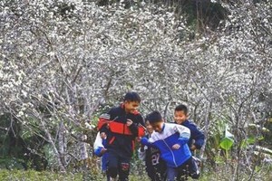 Phieng Ban Valley in Dien Bien Phu city, Dien Bien province is covered with plum flowers in spring. (Photo: VNA)