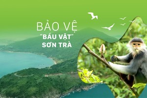 Efforts made to protect “treasure” of Da Nang