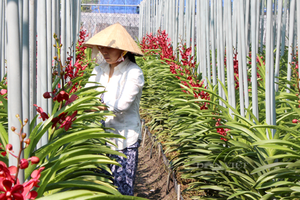 HCMC's flower and ornamental plant production sector has attracted 2,500 farmer households, with a total farming area of about 2,000 hectares. (Photo: danviet.vn)